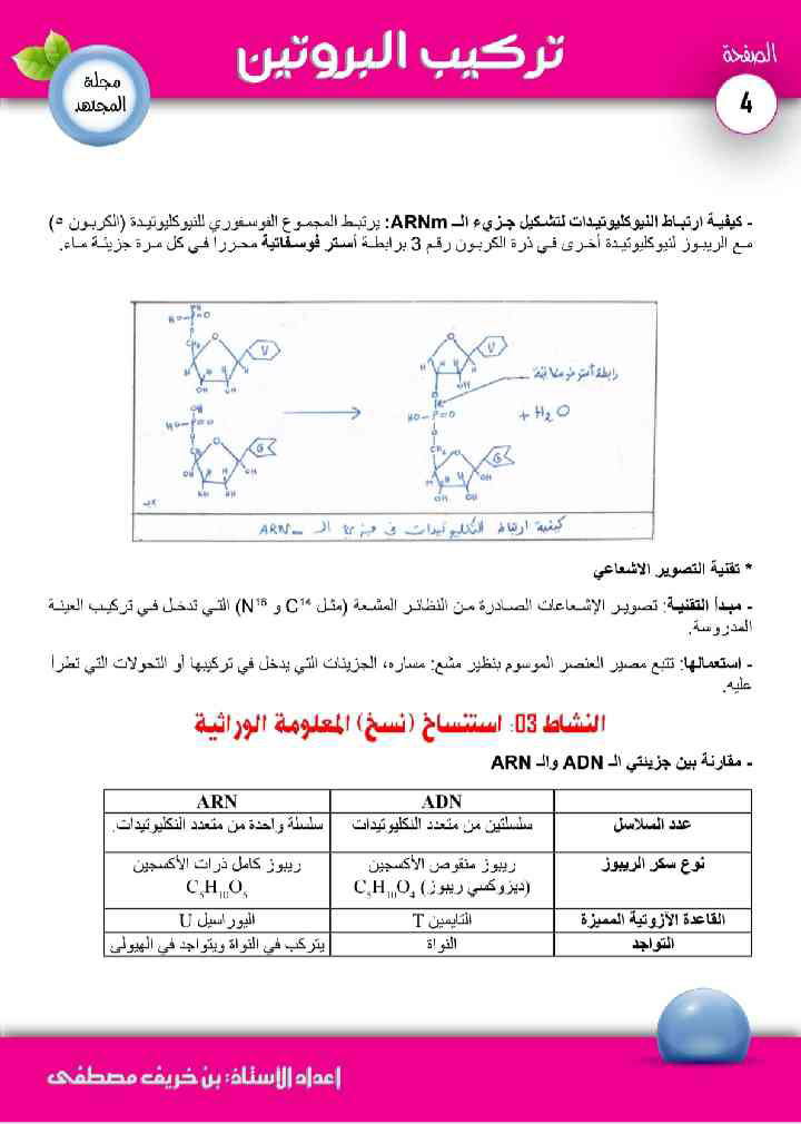 ملخص تركيب البروتين (3)