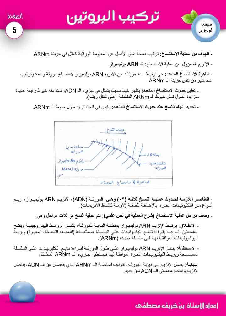 ملخص تركيب البروتين (4)