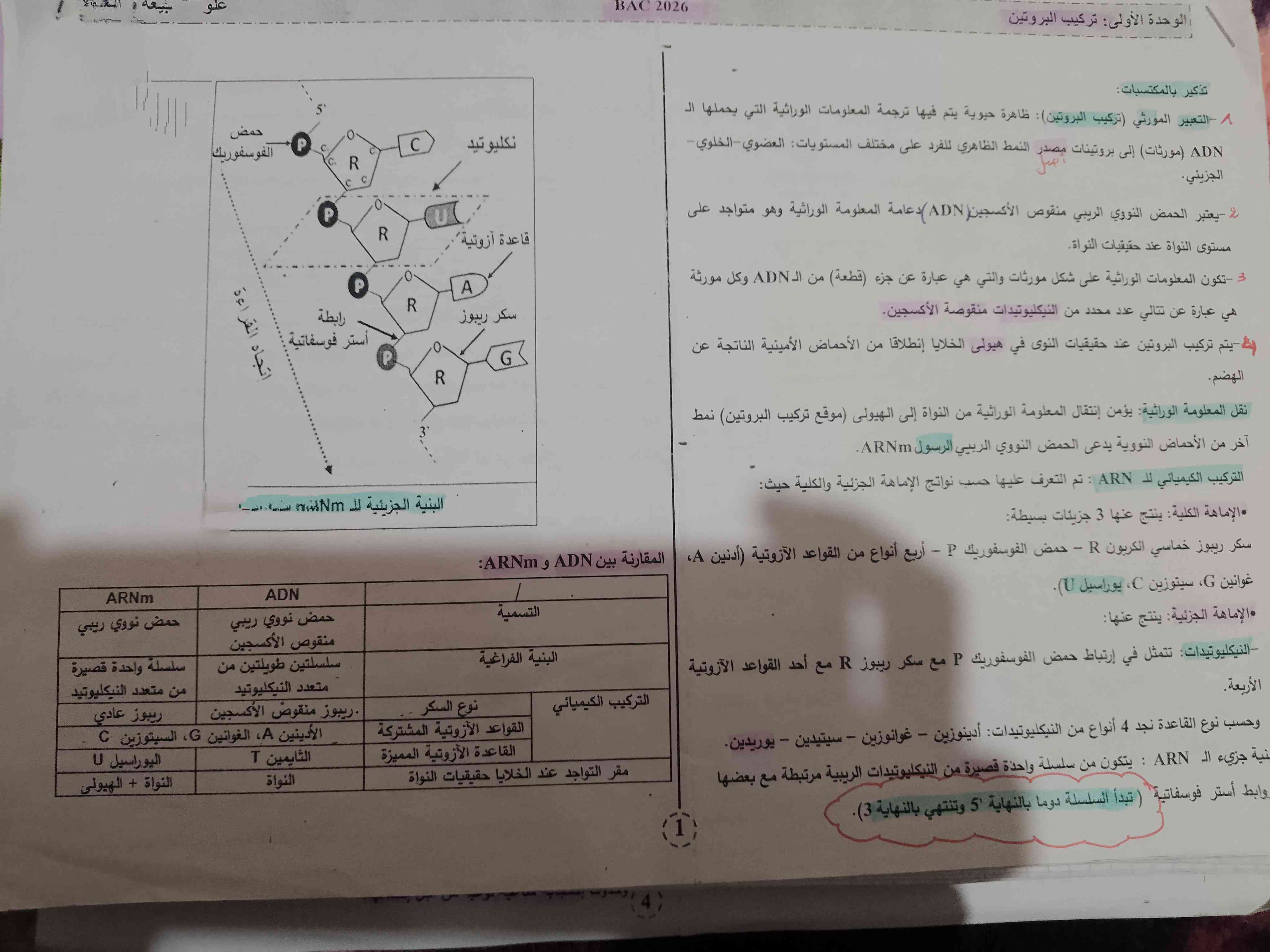 ملخص وحدة تركيب بروتين شعبة علوم تجريبيّة 🤍✨ (2)